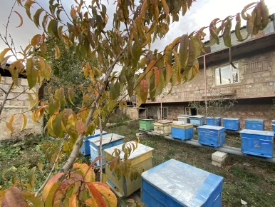 Նշում ենք Մեղուների համաշխարհային օրը